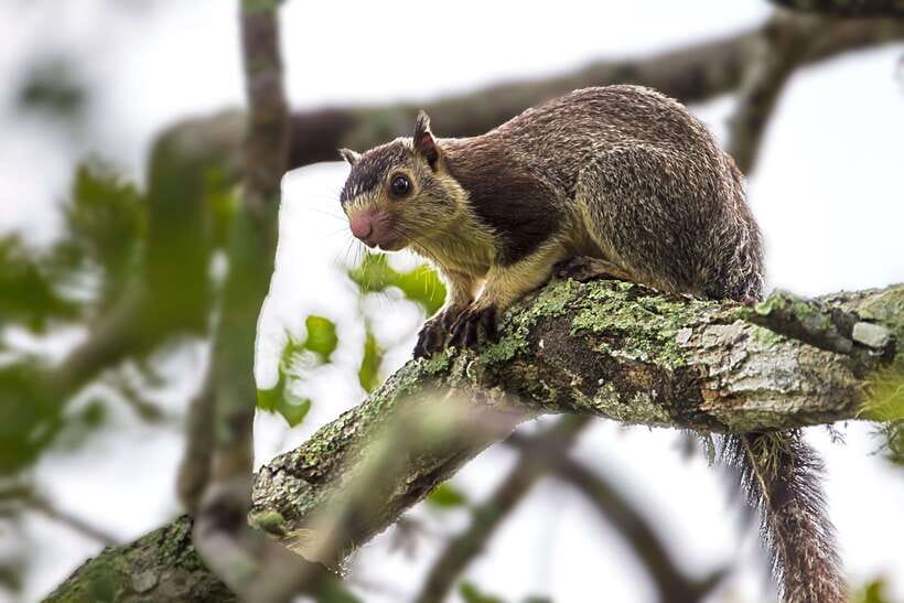 Yala National Park: Leopard Safari Tour with Park Tickets - The full-day option and the beach lunch