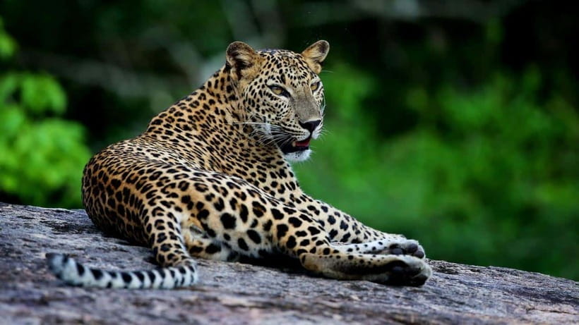 Yala National Park: Leopard Safari Tour with Park Tickets - How the morning and afternoon sessions compare