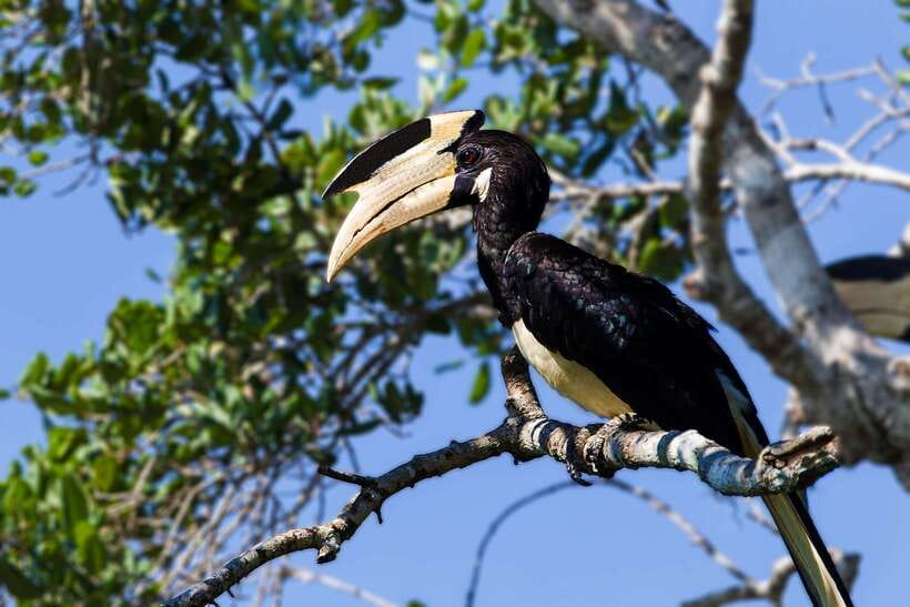 Yala National Park: Leopard Safari Tour with Park Tickets - Useful tips before you book