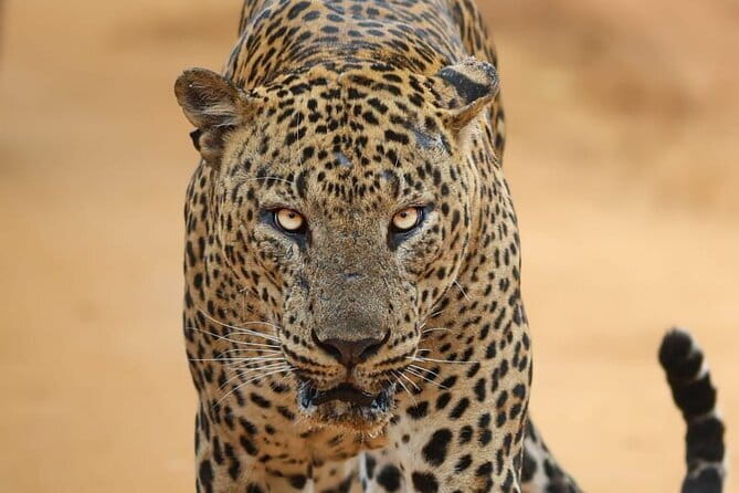 Yala National Park Morning or Afternoon Leopard Safari - The Morning or Afternoon Choice