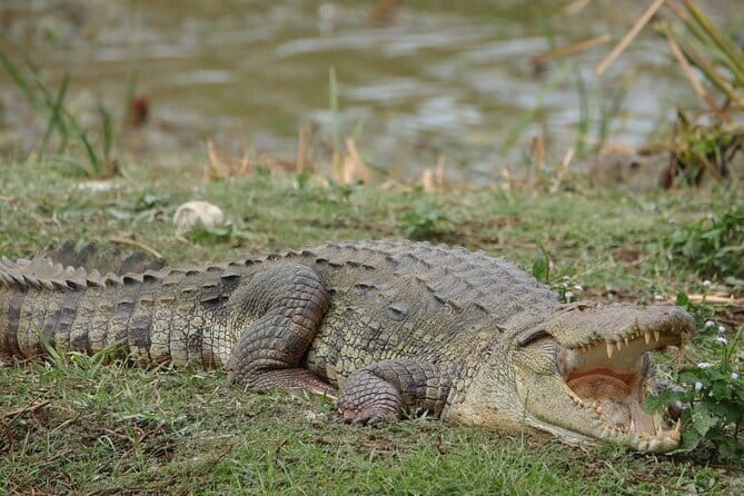 Yala National Park Morning or Afternoon Leopard Safari - Hotel Pickup Makes the Day Easier