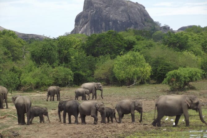 Yala National Park Morning or Afternoon Leopard Safari - One Conduct Issue to Keep in Mind