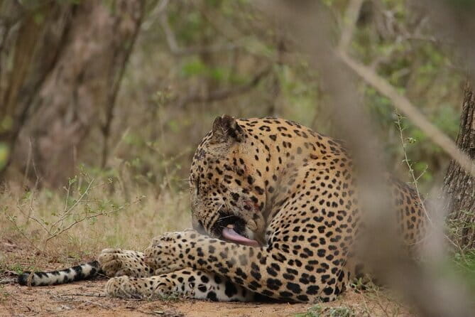 Yala National Park Morning or Afternoon Leopard Safari - Searching for Yala’s Leopards