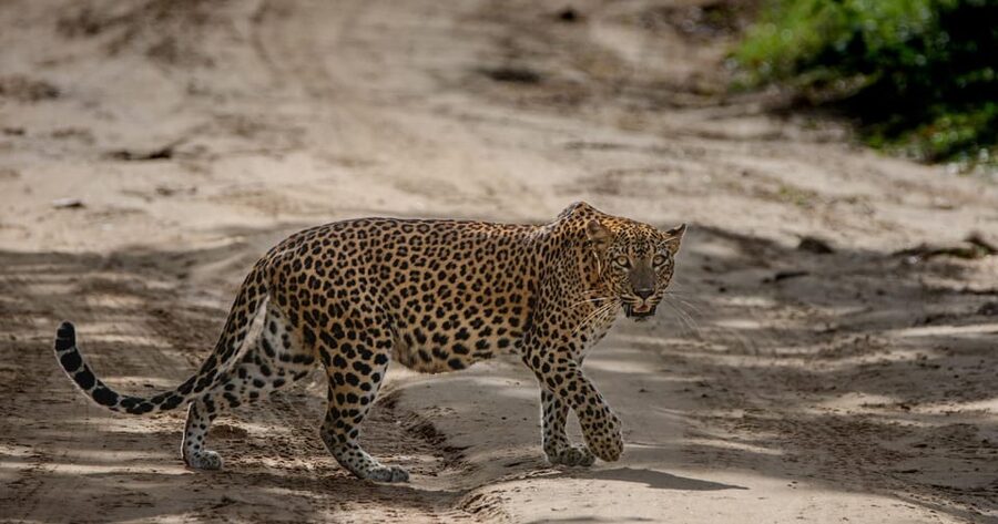 Yala National Park: Morning or Afternoon Safari ( 5 h ) - Cancellation, accessibility, and booking details
