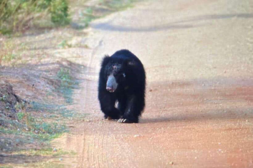 Yala National Park: Morning or Afternoon Safari ( 5 h ) - Inside Yala National Park for about four hours