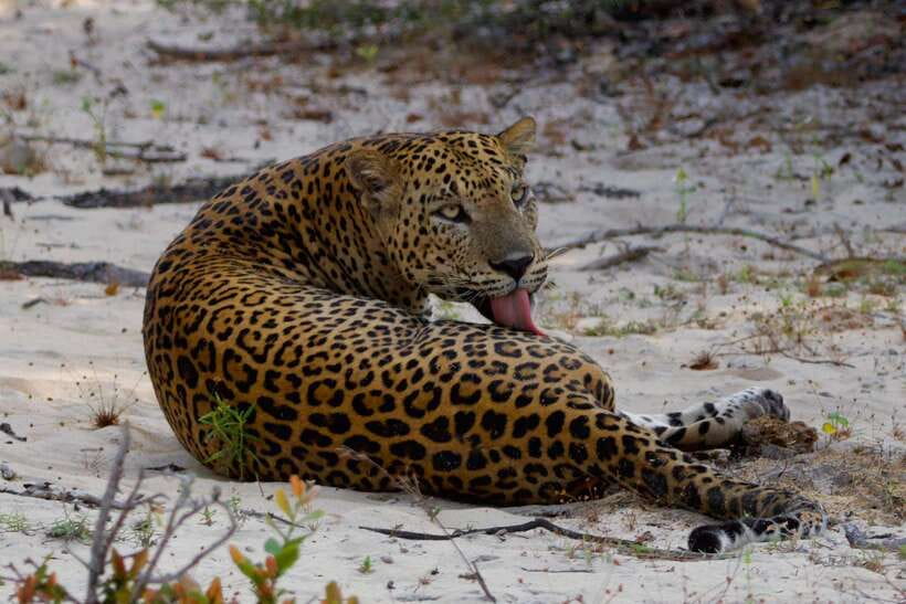 Yala National Park: Morning or Afternoon Safari ( 5 h ) - Riding in the 4x4 jeep