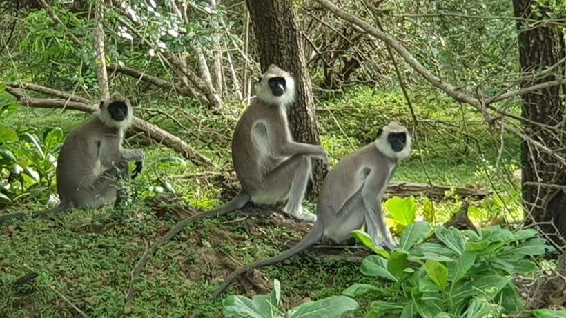 Yala National Park: Morning or Afternoon Safari ( 5 h ) - Photography, snacks, and what to carry