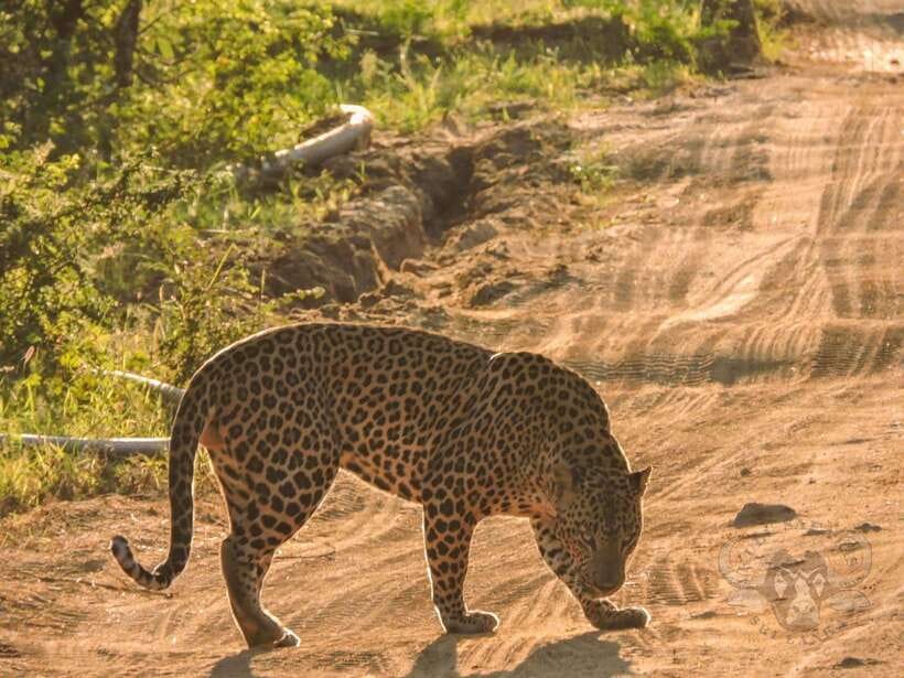 Yala National Park: Morning or Afternoon Safari Tour (5 h) - Why Yala Is About More Than Finding a Leopard