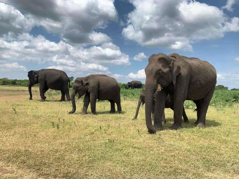 Yala National Park: Morning or Afternoon Safari Tour (5 h) - Leopards, Elephants, and the Luck Factor