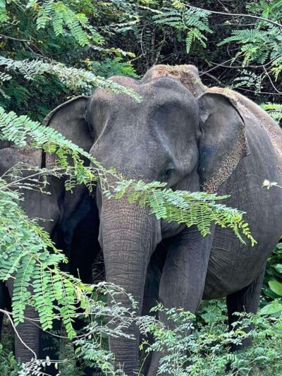 Yala National Park: Morning or Afternoon Safari Tour (5 h)