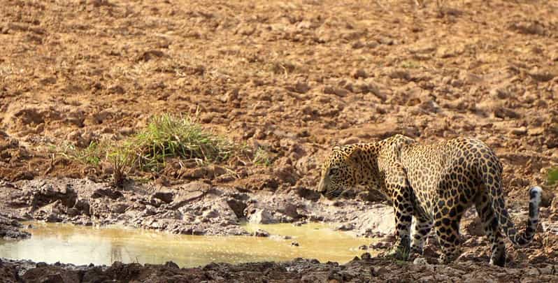 Yala National Park: Morning or Afternoon Safari Tour (5 h) - Comfort, Safety, and What to Bring