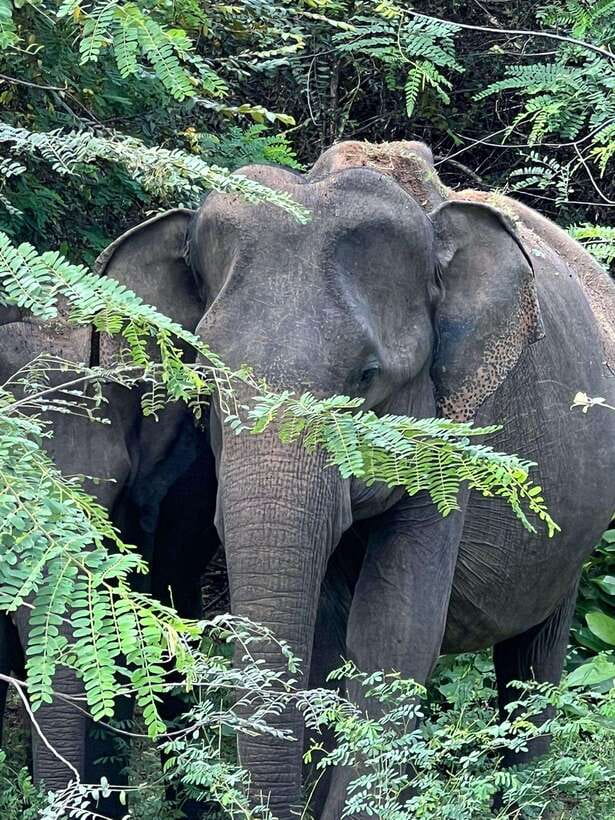 Yala National Park: Morning or Afternoon Safari Tour (5 h) - A Four-Hour Search Through Yala