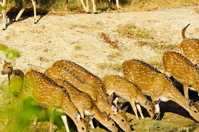 Yala National Park Private Jeep Safari From Colombo & Negombo - Why the Colombo to Yala run takes all day