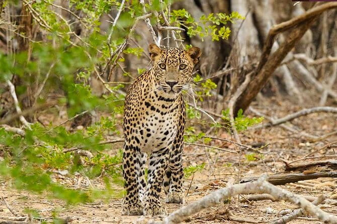 Yala National Park Private Jeep Safari From Colombo & Negombo - Tissamaharama: the practical changeover point