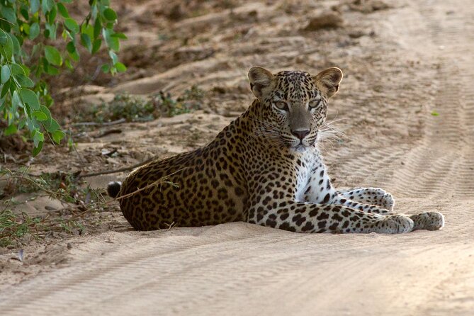 Yala National Park Private Safari - Why Yala’s leopards are the main event