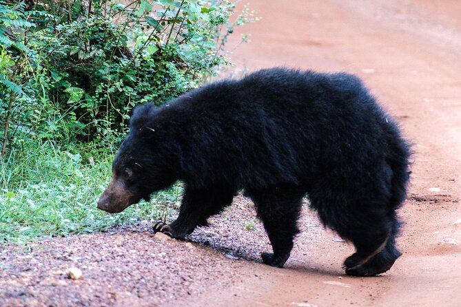 Yala National Park Private Safari - What the private jeep changes