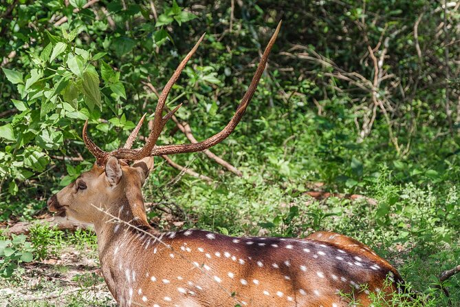 Yala National Park Private Safari - Morning or afternoon: which is better?