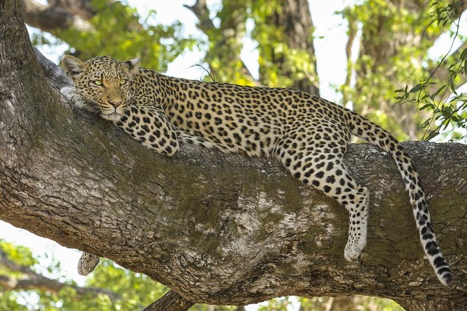 Yala National Park Private Safari - What you may see beyond the leopard