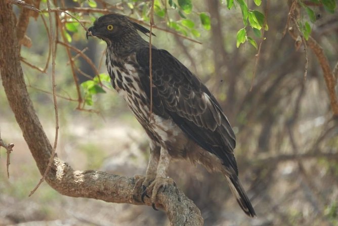 Yala National Park Private Safari - Timing problems to prevent before you go