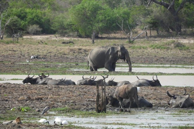 Yala National Park | Private Safari - Who will enjoy this Yala safari most