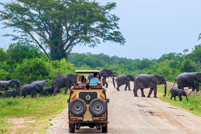 Yala National Park Private Safari (All Inclusive) From Mirissa - Leaving Mirissa before dawn for Yala