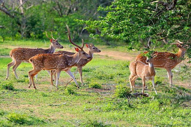 Yala National Park Private Safari (All Inclusive) From Mirissa - Searching for leopards, elephants, and crocodiles