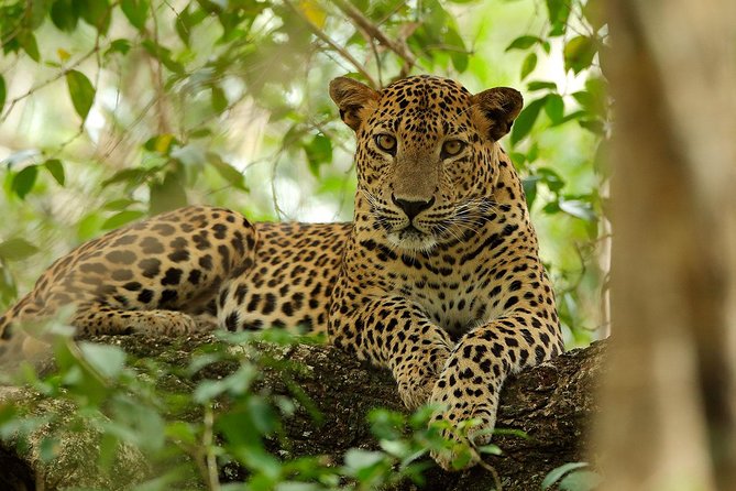Yala National Park Private Safari (All Inclusive) From Mirissa - Who should book this Yala safari