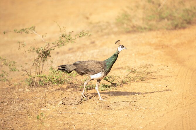 Yala National Park Private Safari Tour - Why Yala National Park is worth the long day