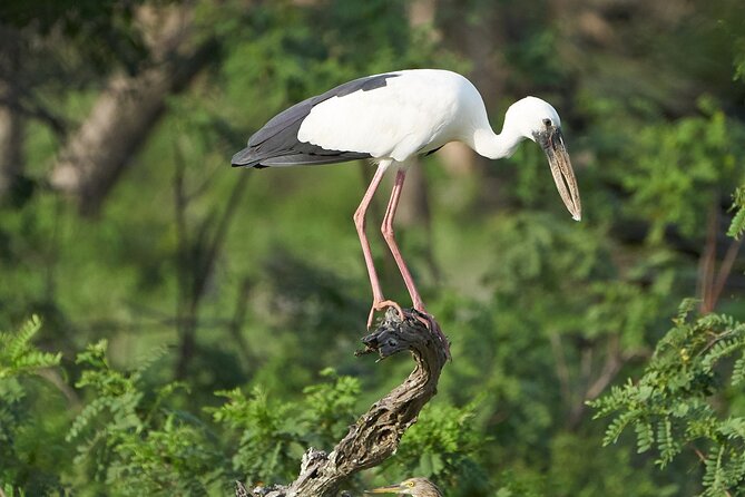 Yala National Park Private Safari Tour - The wildlife search: leopards, elephants, and more