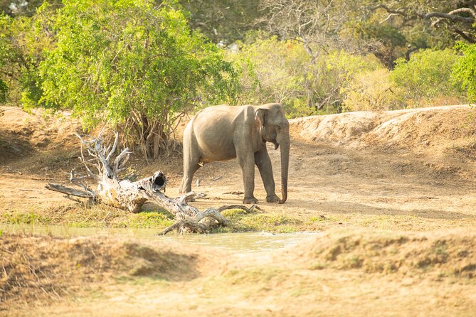 Yala National Park Private Safari Tour - Why the driver can make or break the safari