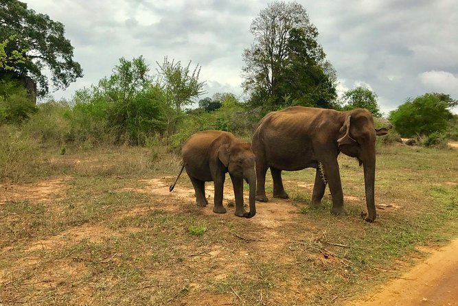 Yala National Park Private Safari trip from Galle/Unawatuna/Mirissa - The 3 a.m. pickup from Galle