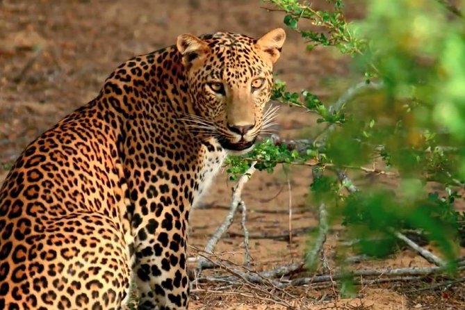 Yala National Park Private Safari trip from Galle/Unawatuna/Mirissa - Nearly four hours on Yala’s tracks