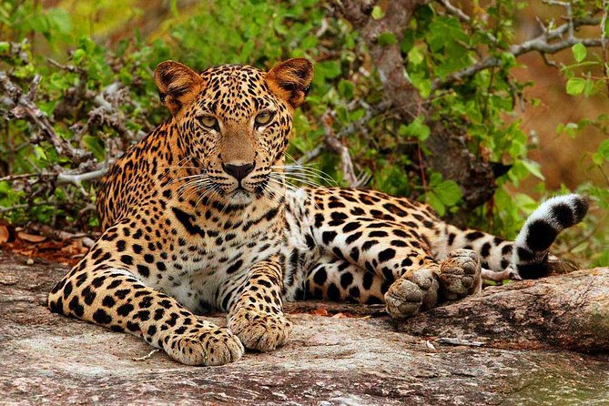 Yala National Park Private Safari trip from Galle/Unawatuna/Mirissa - Changing from road car to safari Jeep