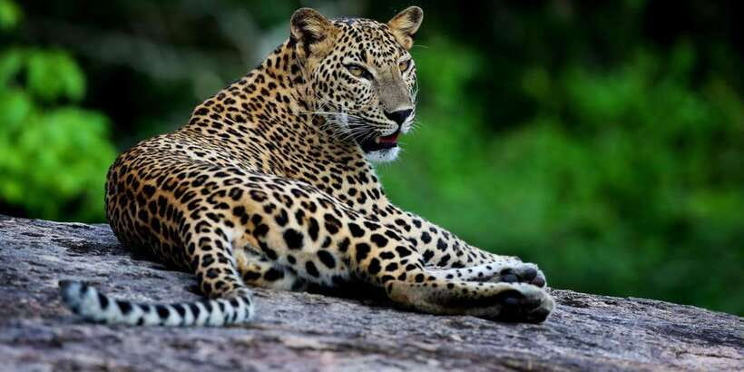 Yala National Park: Safari Experience at Dawn or Dusk - Why Yala works so well for a safari