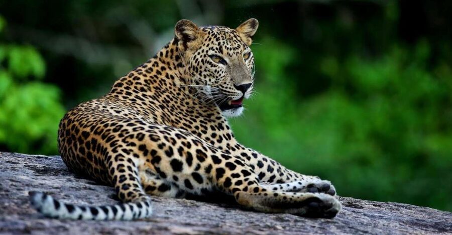 Yala National Park: Safari Experience at Dawn or Dusk - The guide matters more than the low tour price
