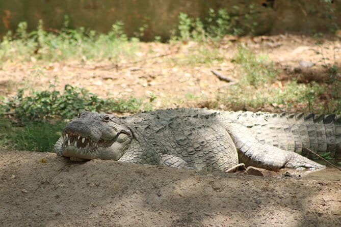 Yala National Park Safari |From Hambantota Port (Shore Excursion) - Four hours looking for wildlife in Yala