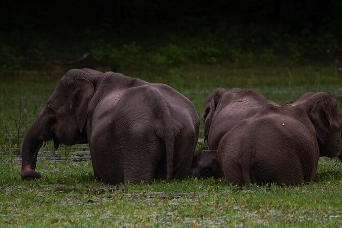 Yala National Park Safari from Hambantota port (Shore Excursion) - The safari jeep and guide service