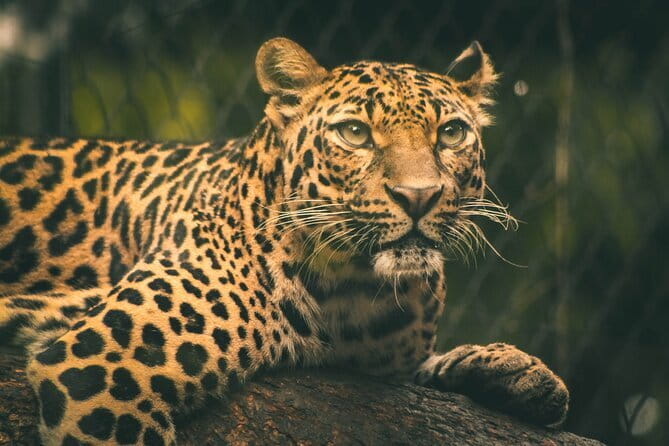 Yala National Park Safari from Hambantota port (Shore Excursion) - Who will get the most from this day