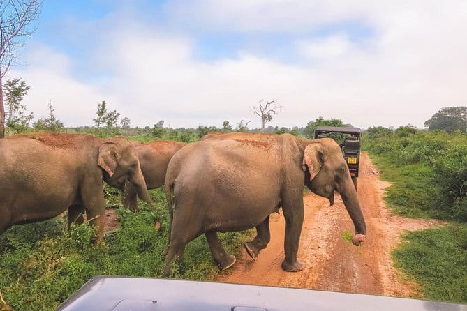 Yala National Park Safari from Hambantota port (Shore Excursion) - Helpful details for cruise passengers