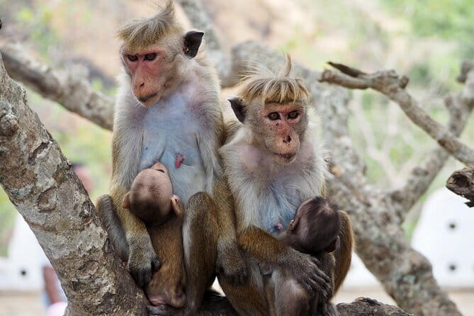 Yala National Park Safari from Hambantota port (Shore Excursion) - Should you book the Yala safari from Hambantota?