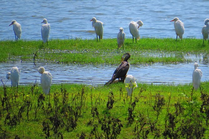 Yala National Park Safari from Hambantota Seaport - What the port transfer means for your day