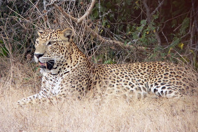 Yala National Park Safari from Hambantota Seaport - Why the safari length deserves close attention