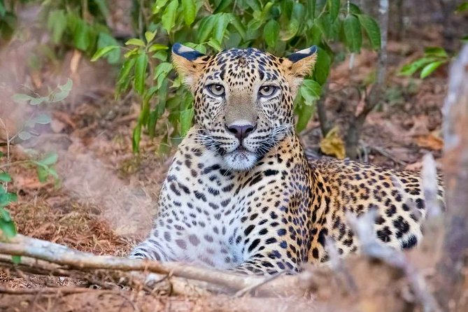 Yala National Park Safari from Weligama - Key points to know before booking