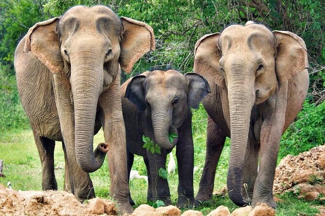 Yala National Park Safari from Weligama - The three-hour Yala safari