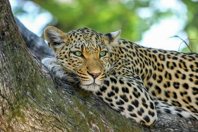 Yala National Park Safari from Weligama - What the $124 price really covers