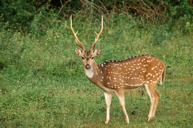 Yala National Park Safari from Weligama - The return to Weligama around 9:00 pm