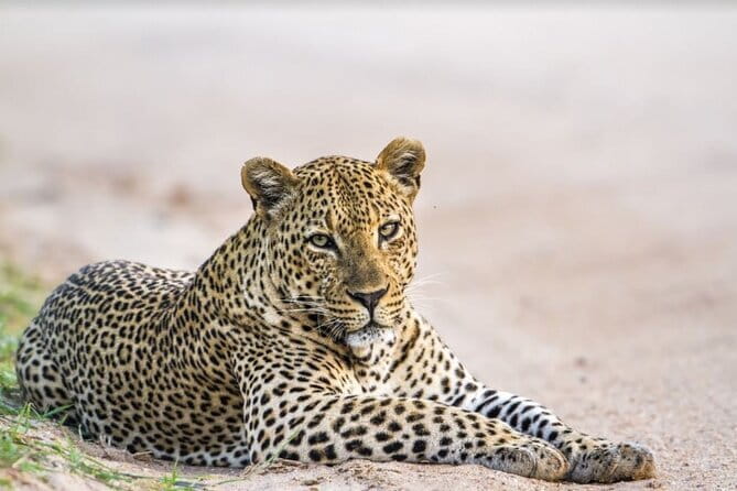 Yala National Park Safari - Half day and Full day - Why Yala is worth your safari time