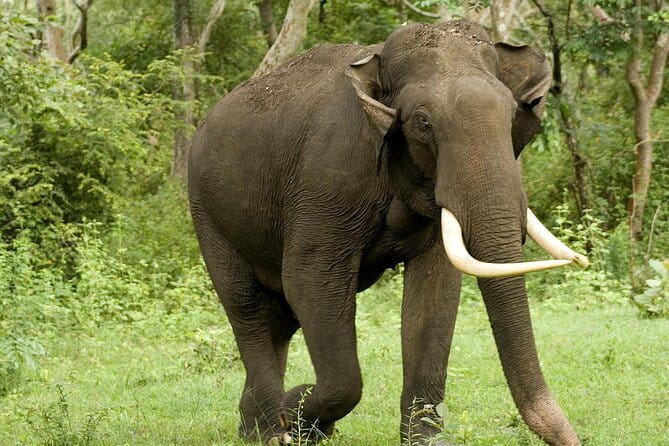 Yala National Park Safari - Half day and Full day - Starting in Tissamaharama or Kataragama