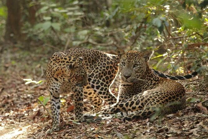Yala National Park Safari - Half day and Full day - Responsible wildlife viewing and guide quality