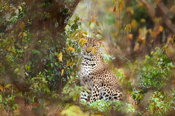 Yala National Park Safari | Jeep with Tickets - Key points to know before booking
